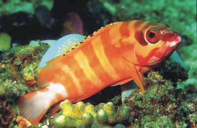 Terdapat sekitar 295 jenis ikan karang dan berbagai jen